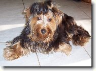 Jork��rsk� terier, Yorkshire Terrier,