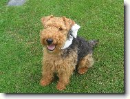 Welsh Terrier