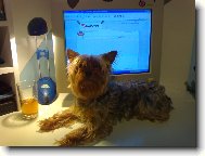 Jork��rsk� terier, Yorkshire Terrier,