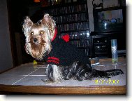 Jork��rsk� terier, Yorkshire Terrier,