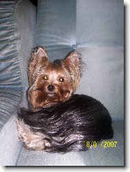 Jork��rsk� terier, Yorkshire Terrier,