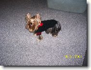 Jork��rsk� terier, Yorkshire Terrier,