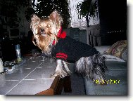 Jork��rsk� terier, Yorkshire Terrier,