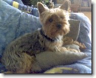 Jork��rsk� terier, Yorkshire Terrier,