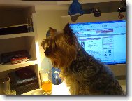 Jork��rsk� terier, Yorkshire Terrier,