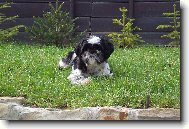 �icu, Shih-Tzu