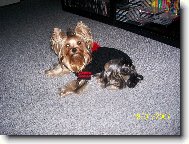 Jork��rsk� terier, Yorkshire Terrier,