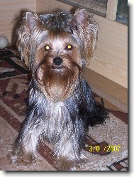 Jork��rsk� terier, Yorkshire Terrier,
