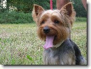 Australian Terrier