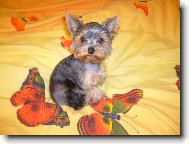 Jork��rsk� terier, Yorkshire Terrier,
