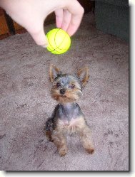Jork��rsk� terier, Yorkshire Terrier,