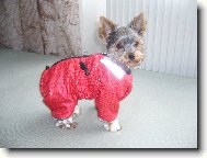 Jork��rsk� terier, Yorkshire Terrier,