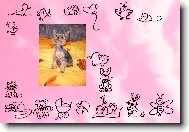 Jork��rsk� terier, Yorkshire Terrier,