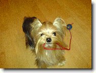 Jork��rsk� terier, Yorkshire Terrier,
