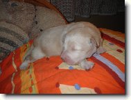 Str� domu