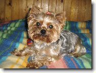 Jork��rsk� terier, Yorkshire Terrier,