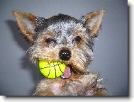 Jork��rsk� terier, Yorkshire Terrier,
