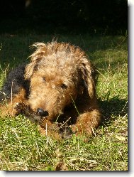 Welsh Terrier