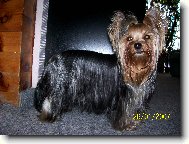 Jork��rsk� terier, Yorkshire Terrier,