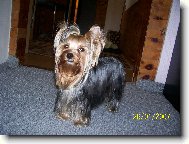 Jork��rsk� terier, Yorkshire Terrier,