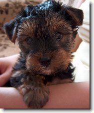 Jork��rsk� terier, Yorkshire Terrier,