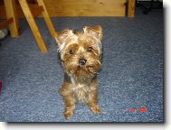Jork��rsk� terier, Yorkshire Terrier,