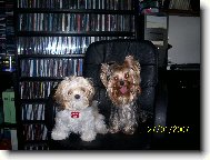 Jork��rsk� terier, Yorkshire Terrier,