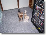 Jork��rsk� terier, Yorkshire Terrier,