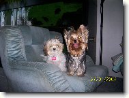 Jork��rsk� terier, Yorkshire Terrier,
