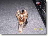 Jork��rsk� terier, Yorkshire Terrier,