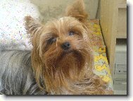 Jork��rsk� terier, Yorkshire Terrier,