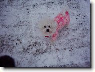 Bichon � poil fris�, Bichon Frise