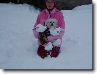 Bichon � poil fris�, Bichon Frise