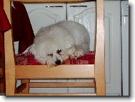 Bichon � poil fris�, Bichon Frise