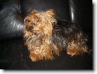 Jork��rsk� terier, Yorkshire Terrier,
