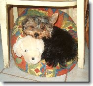 Jork��rsk� terier, Yorkshire Terrier,