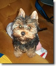 Jork��rsk� terier, Yorkshire Terrier,