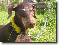 Dobermann, Doberman