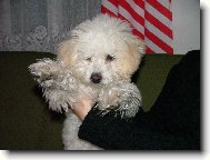 Bichon � poil fris�, Bichon Frise