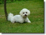 Bichon � poil fris�, Bichon Frise