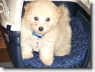 Bichon � poil fris�, Bichon Frise