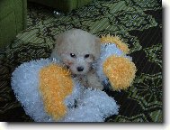Bichon � poil fris�, Bichon Frise