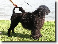 Cao de agua Portugu�s, Portuguese Water Dog
