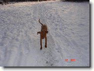 R�vidsz�r� Magyar Vizsla, Hungarian Short-haired Pointing Dog