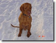 R�vidsz�r� Magyar Vizsla, Hungarian Short-haired Pointing Dog