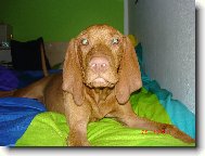 R�vidsz�r� Magyar Vizsla, Hungarian Short-haired Pointing Dog