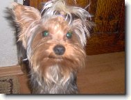 Jork��rsk� terier, Yorkshire Terrier,
