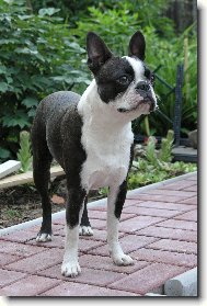 Boston Terrier