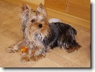 Jork��rsk� terier, Yorkshire Terrier,