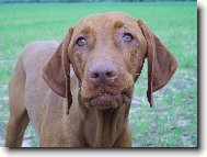 R�vidsz�r� Magyar Vizsla, Hungarian Short-haired Pointing Dog